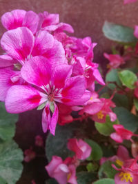 Close-up of pink flowering plant