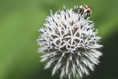 Close-up of bee on flower