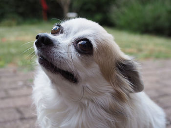 Close-up of a dog looking away