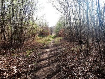 View of bare trees in forest