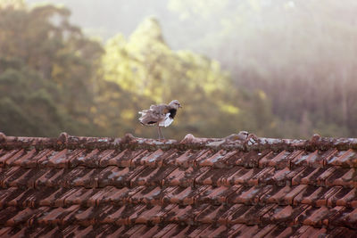 Close-up of bird perching on roof