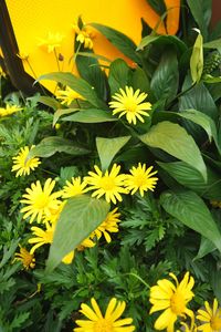 High angle view of yellow flowering plants