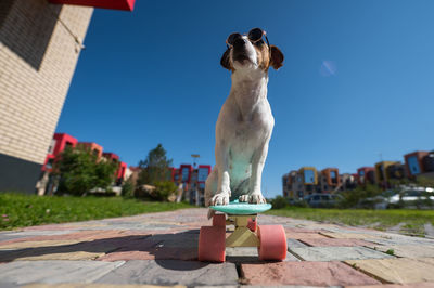 Rear view of woman holding dog