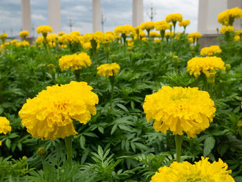 Close-up of yellow flowers