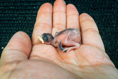 Close-up of newborn bird on hand