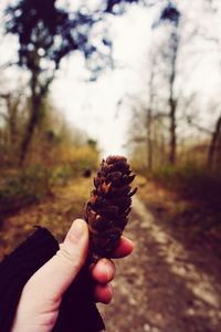 Cropped image of hand holding plant