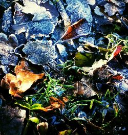 Full frame shot of leaves in water