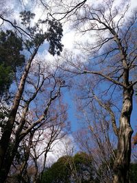 Low angle view of trees in forest against sky