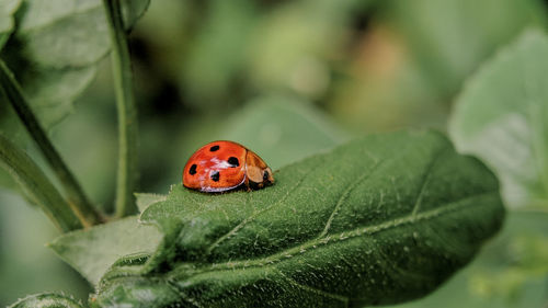 Little cuty ladybug