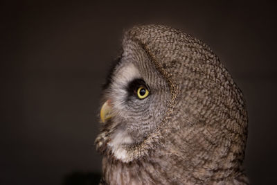 Close-up of owl looking away