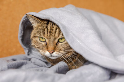 Close-up of a cat looking away