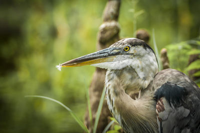 Close-up of heron in forest