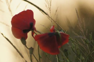 Close-up of red flower