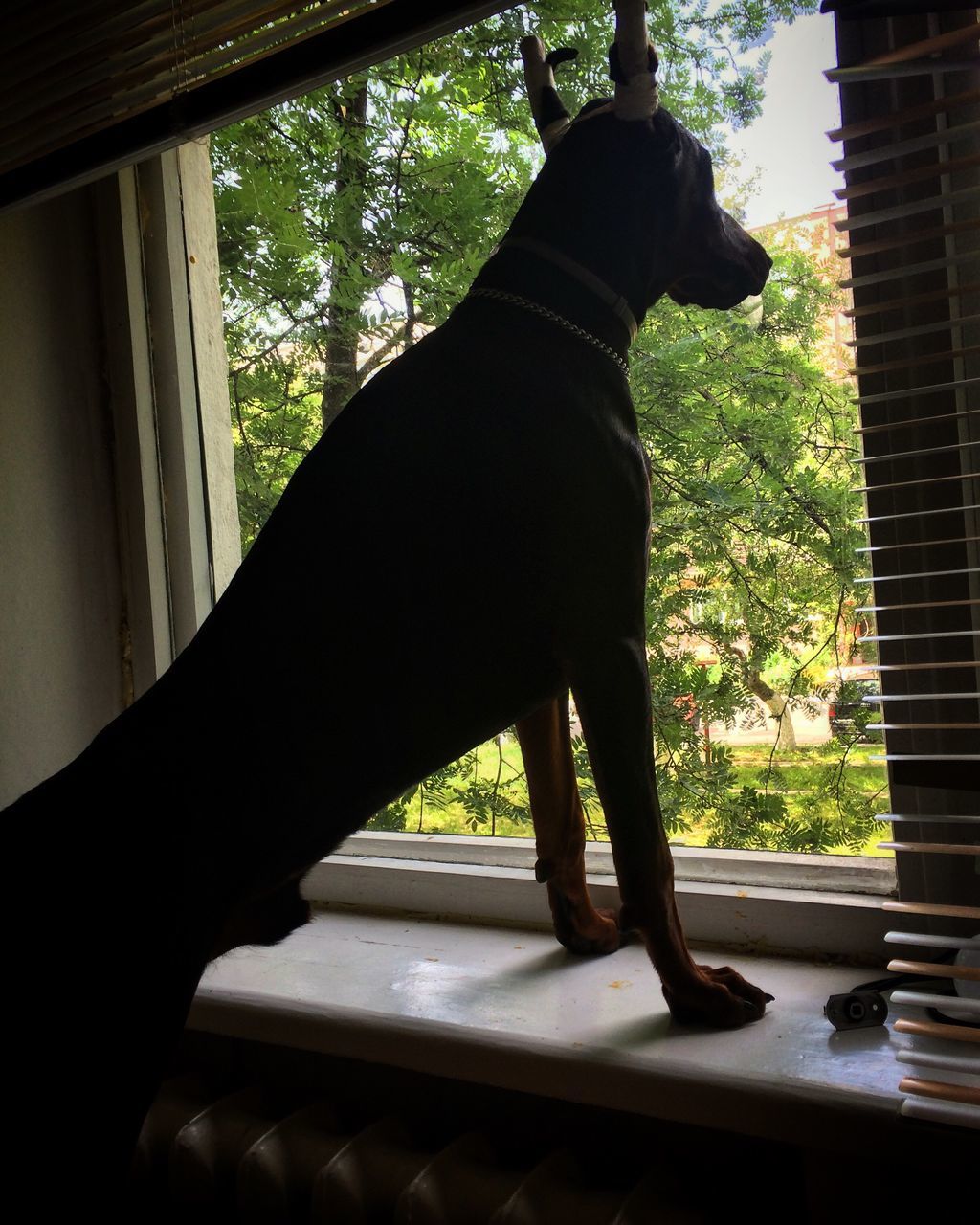 one animal, animal themes, domestic animals, mammal, pets, tree, indoors, window, dog, part of, black color, sunlight, close-up, day, one person, animal head, window sill, glass - material, full length, side view