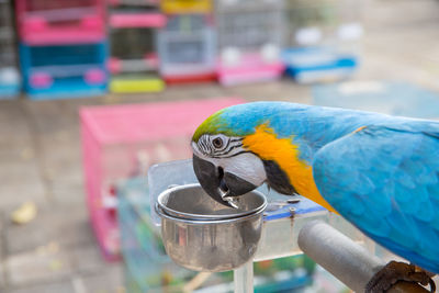 Close-up of parrot perching on metal