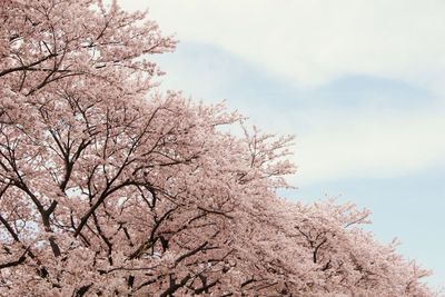 Low angle view of tree against sky