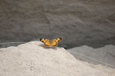 Close-up of lizard on rock