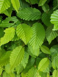 Full frame shot of green leaves