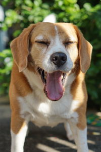 Close-up portrait of a dog