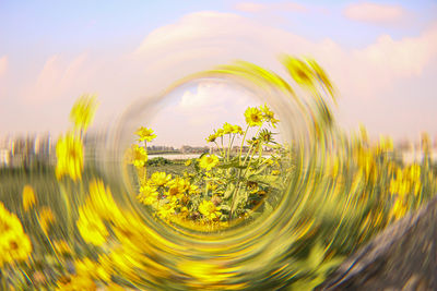yellow