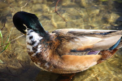 Close-up of a bird