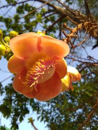 Close-up of flower blooming on tree