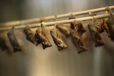 Close-up of cocoons hanging on branch