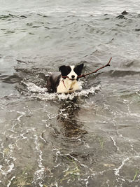 High angle view of dog running in sea