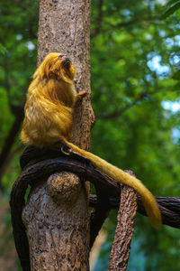 Low angle view of monkey on tree trunk