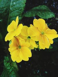 Close-up of yellow flowers blooming outdoors
