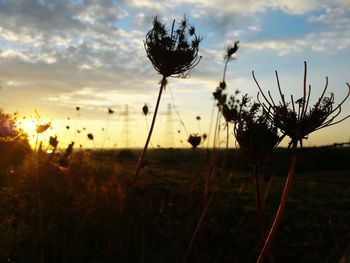 Close-up of silhouette dandelion