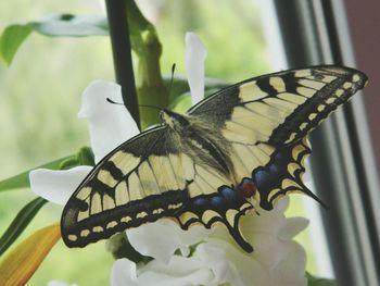 Close-up of butterfly perching on flower