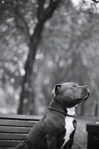 Close-up of dog sitting outdoors