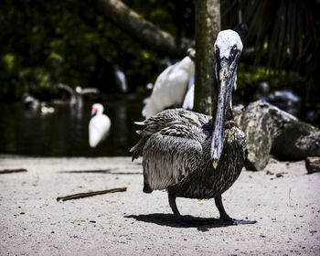 Close-up of a bird