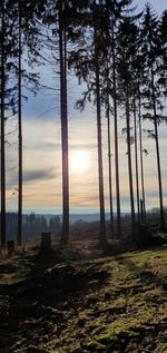 Trees on field against sky at sunset