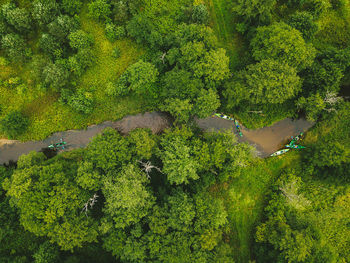 Aerial view of river passing through forest