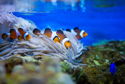 Close-up of fish swimming in tank at aquarium