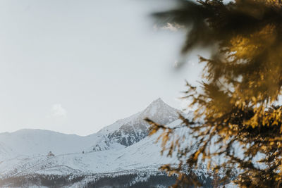 Pine trees on snowcapped mountains against sky