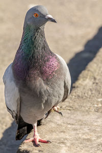 Close-up of bird perching on land