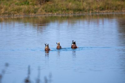 Ducks diving into lake