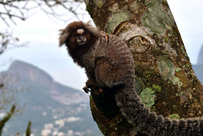 Sagui monkey at the corcovado, rio de janeiro.