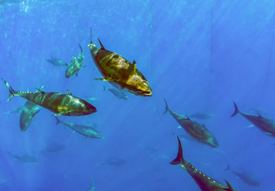 Atlantic bluefin tuna