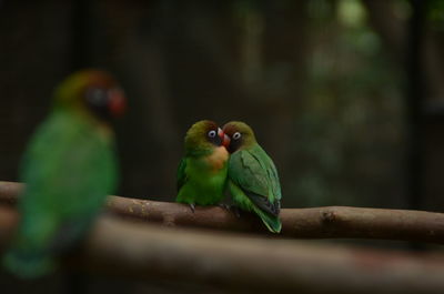 Parrots mating on branch