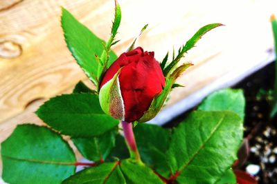 Close-up of red flower