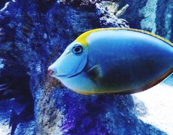 Close-up of lizard on rock