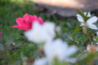 Close-up of pink flower