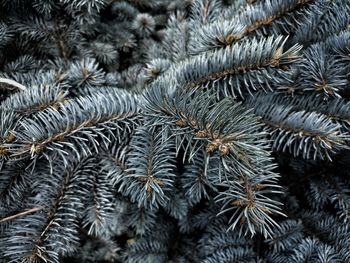 Full frame shot of christmas tree