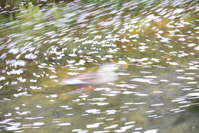 High angle view of ducks swimming in lake