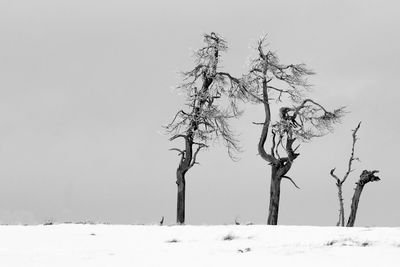 Bare tree on snow covered landscape against clear sky