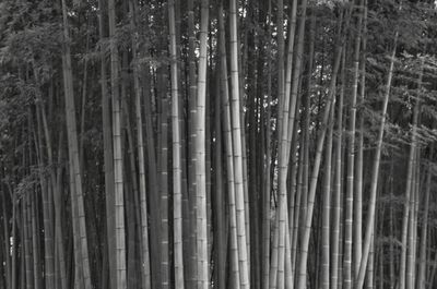 Full frame shot of bamboo trees in forest